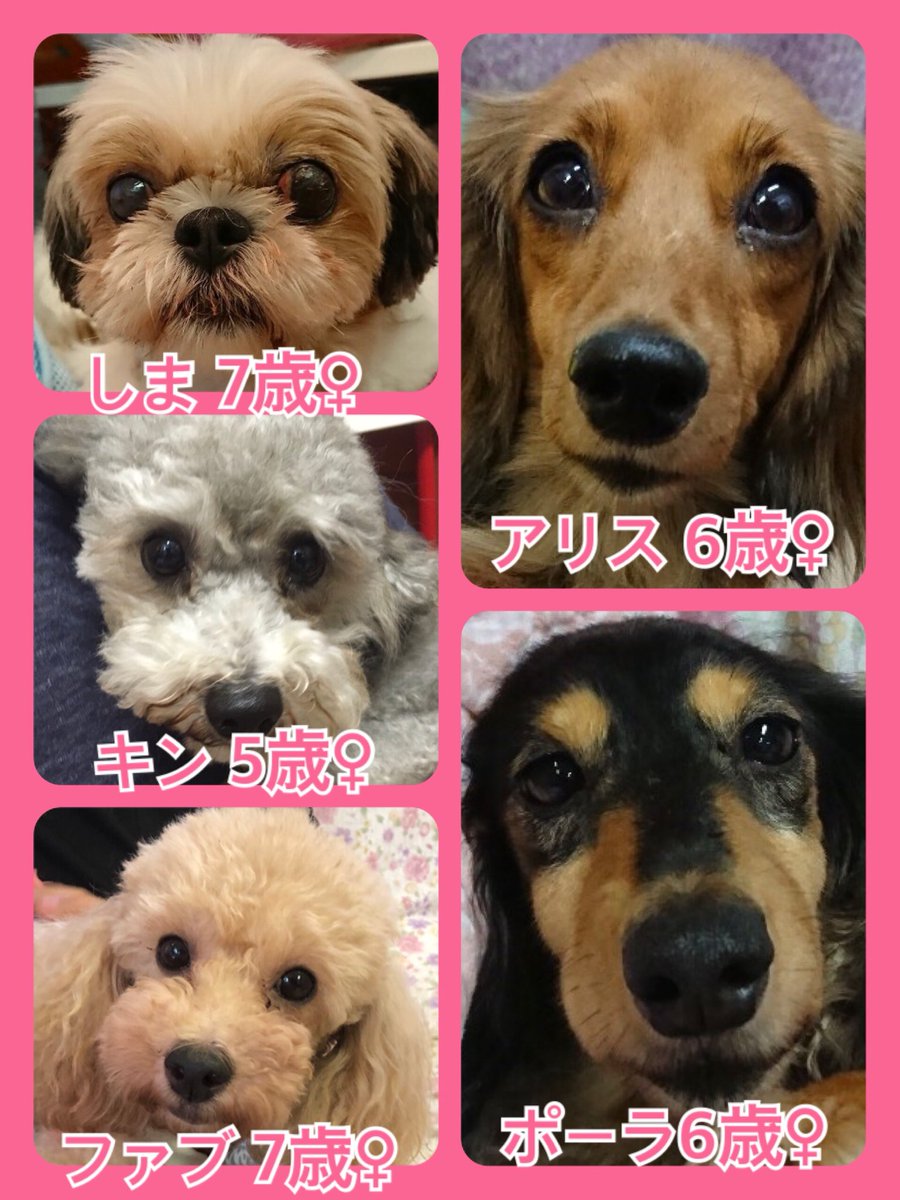 🐾今日の里親様募集中ワンコ🐶メンバーです🐾2019,9,15